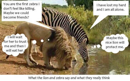 Zebra and lion talking2-0